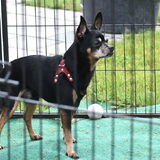 Balou houd de bouwvakkers in de gaten.