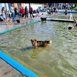 Oppashond Loca tijdens het honden zwem uurtje in het zoutwaterbad…