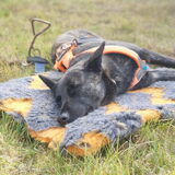 Foto van Dutchshepherdteam