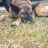 Foto van Dutchshepherdteam