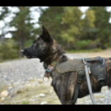 Foto van Dutchshepherdteam