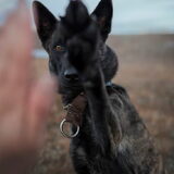 Foto van Dutchshepherdteam