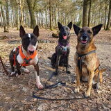 Foto van Dutchshepherdteam