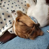 Foto van Karin, Lucky*, Duke* en Buddy