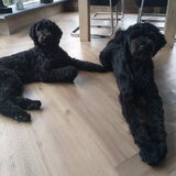 Foto van Paula, Noa*, Desi* ,Nola en Bobbi