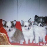 Foto van Shamilla & Zena