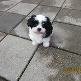 Foto van benny