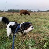 Snuffelen,snuffelen,……
