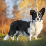 Foto van Bush dog