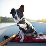 Foto van Bush dog