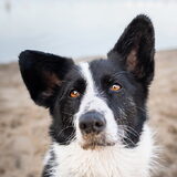 Foto van Bush dog