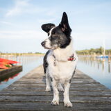 Foto van Bush dog