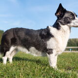 Foto van Bush dog