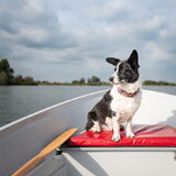 Foto van Bush dog