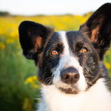 Foto van Bush dog