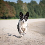 Foto van Bush dog