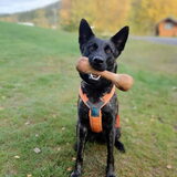 Foto van Dutchshepherdteam