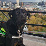 Foto van Heavenly en de hond King (En Marvey en Ginny)