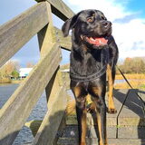 Foto van Heavenly en de hond King (En Marvey en Ginny)