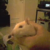 dit is onze rat diva.