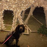 Foto van chay & dolci