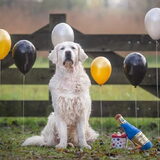 Foto van Suus