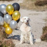Foto van Suus