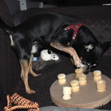 Balou vind het leuk.