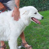 Foto van Kuvasz of Corienos Home