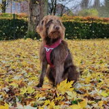 Tess op het speelveldje