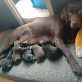 Moeder van Tess met het nest