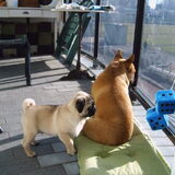 Dirk en Job, lekker genietend van het eerste zonnetje op het balkon met…