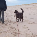 Foto van Tess _ baasje Channah