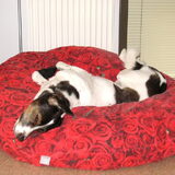 Foto van Petra,  *Lily Jane*   & Jip