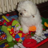 toke is nu 10 maanden (16 maart2010)