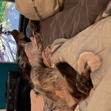 Foto van chay & dolci