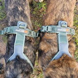 Foto van Dutchshepherdteam