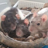Drie rattenzusjes