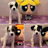 Foto van Fudge, Chunky, Maylo † & Ziko † en baasje Laura