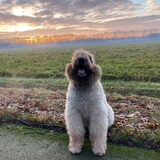 Foto van Baloe