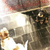 Tuurke de teckel en Tante Jip de Jack Russel