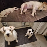 Foto van Fudge, Chunky, Maylo † & Ziko † en baasje Laura