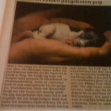 Dit is norgie als pup van 1uur oud gevonden Okt.2006 in de berm in Norg…