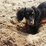 lisa, black tan kaninchen teckel 2,6 kg
