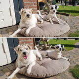 Foto van Fudge, Chunky, Maylo † & Ziko † en baasje Laura