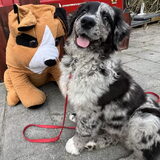 Foto van Sandra Bol