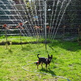 Balou die een hekel aan water heeft weet zo niet wat hem overkomt.
