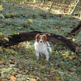 Pjotr, lkkr in het bos