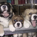 Pupjes Bailey