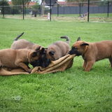 Foto van Dutchshepherdteam